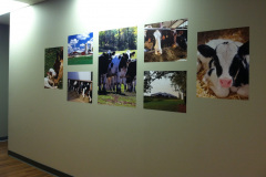 Adhesive-back-cow-posters-on-a-wall